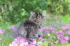 chavazelet95weeks295202649_small.jpg
