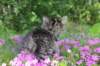 chavazelet95weeks295202650_small.jpg