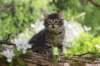 chavazelet95weeks29520267_small.jpg