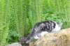 chulda105viikkoa562026101_small.jpg