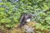 chulda105viikkoa56202647_small.jpg
