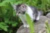 chulda105viikkoa56202687_small.jpg