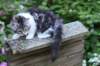 chulda13viikkoa21620264_small.jpg