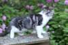 chulda13viikkoa21620267_small.jpg