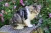 chulda13viikkoa226202611_small.jpg