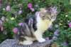 chulda13viikkoa226202613_small.jpg