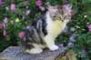 chulda13viikkoa226202615_small.jpg