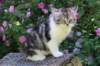 chulda13viikkoa226202616_small.jpg