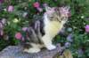 chulda13viikkoa226202617_small.jpg