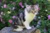 chulda13viikkoa226202618_small.jpg