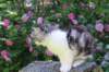 chulda13viikkoa226202624_small.jpg