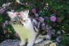 chulda13viikkoa226202628_small.jpg