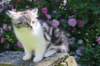 chulda13viikkoa226202629_small.jpg