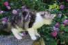 chulda13viikkoa22620263_small.jpg