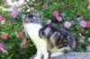 chulda13viikkoa226202641_small.jpg
