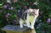 chulda13viikkoa226202657_small.jpg