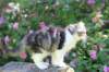 chulda13viikkoa226202660_small.jpg