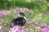 chulda95weeks295202629_small.jpg