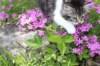 chulda95weeks295202636_small.jpg