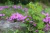 chulda95weeks2952026ilta31_small.jpg