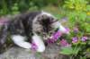 chulda95weeks2952026ilta38_small.jpg