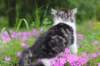 chulda95weeks2952026ilta40_small.jpg