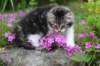 chulda95weeks2952026ilta46_small.jpg