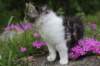 chulda95weeks2952026ilta52_small.jpg