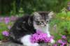 chulda95weeks2952026ilta62_small.jpg