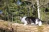 chuldans032265weeks85202624_small.jpg