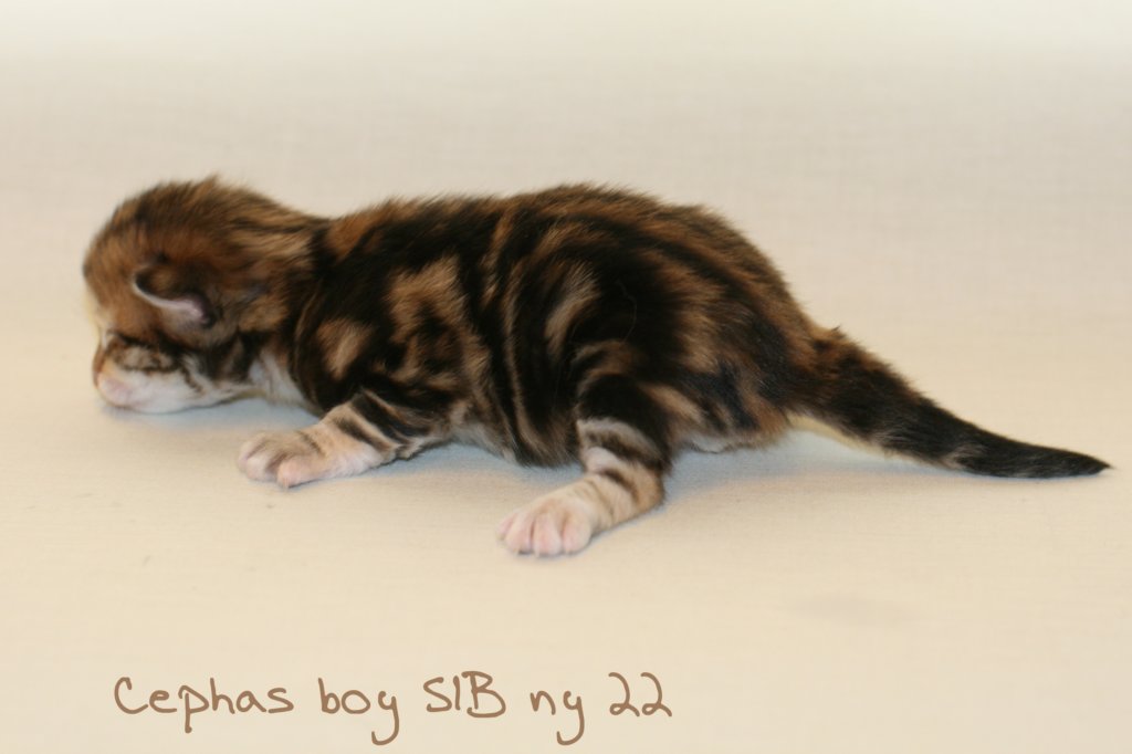 cephasboysibny22img_5990.jpg