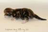 cephasboysibny22img_5990_small.jpg