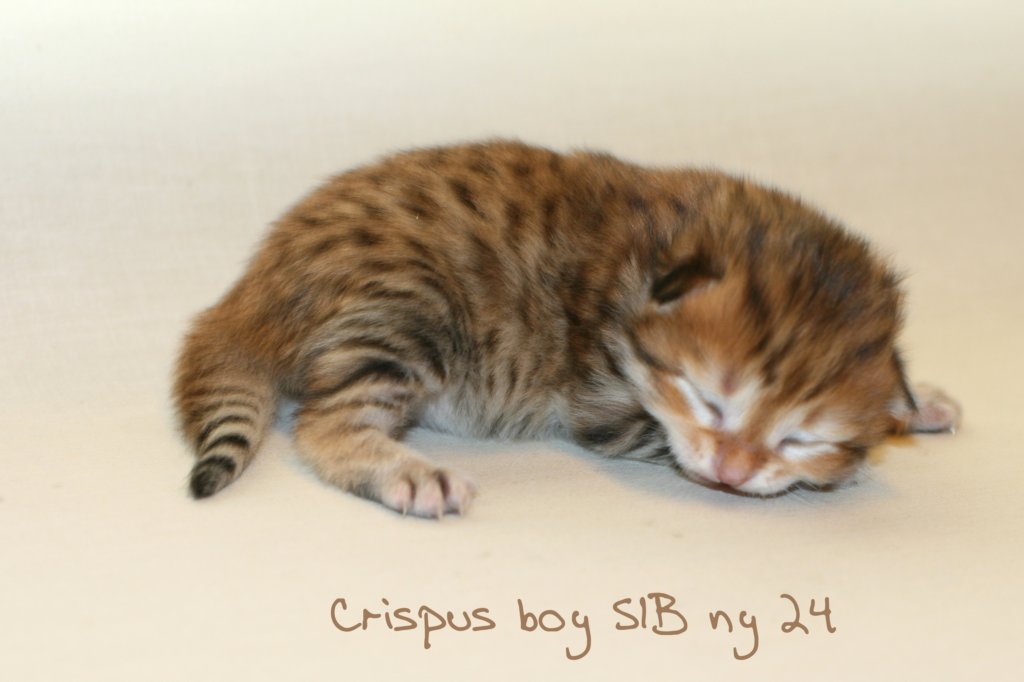 crispusboysibny24img_5984.jpg
