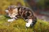 cephas14_small.jpg
