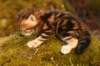 cephas7_small.jpg