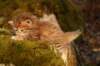 crispus14_small.jpg