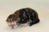 cephasboygoldencltabbyboy2days14201610_small.jpg