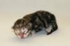cephasboygoldencltabbyboy2days14201611_small.jpg