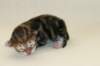 cephasboygoldencltabbyboy2days14201612_small.jpg