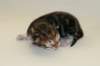 cephasboygoldencltabbyboy2days14201613_small.jpg