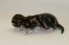 cephasboygoldencltabbyboy2days14201614_small.jpg