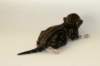 cephasboygoldencltabbyboy2days1420166_small.jpg