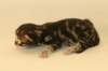 chalepboycltabbyboy2days14201610_small.jpg