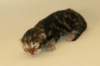 chalepboycltabbyboy2days14201611_small.jpg