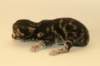 chalepboycltabbyboy2days1420162_small.jpg