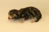 chalepboycltabbyboy2days1420163_small.jpg