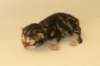chalepboycltabbyboy2days1420164_small.jpg