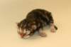 chalepboycltabbyboy2days1420165_small.jpg