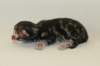 chalepboycltabbyboy2days1420166_small.jpg