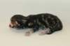 chalepboycltabbyboy2days1420169_small.jpg